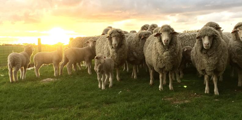 Australian_Merino_Sheep_1584x785