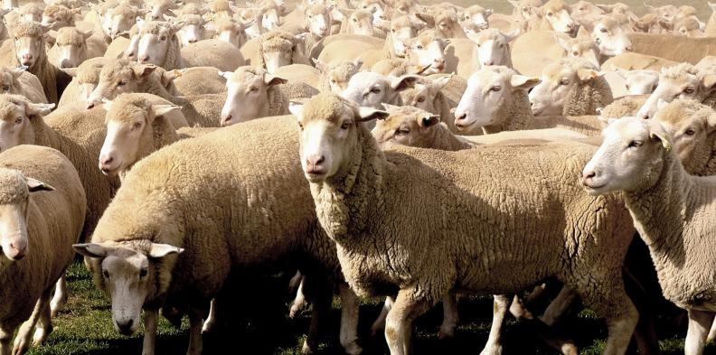 Flock_of_sheep_in_farm_Australia_banner