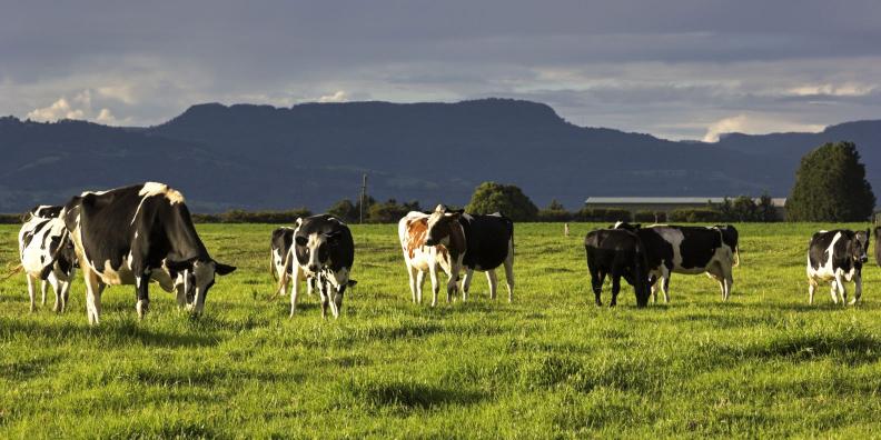 Dairy_Cows_Victoria_Australia