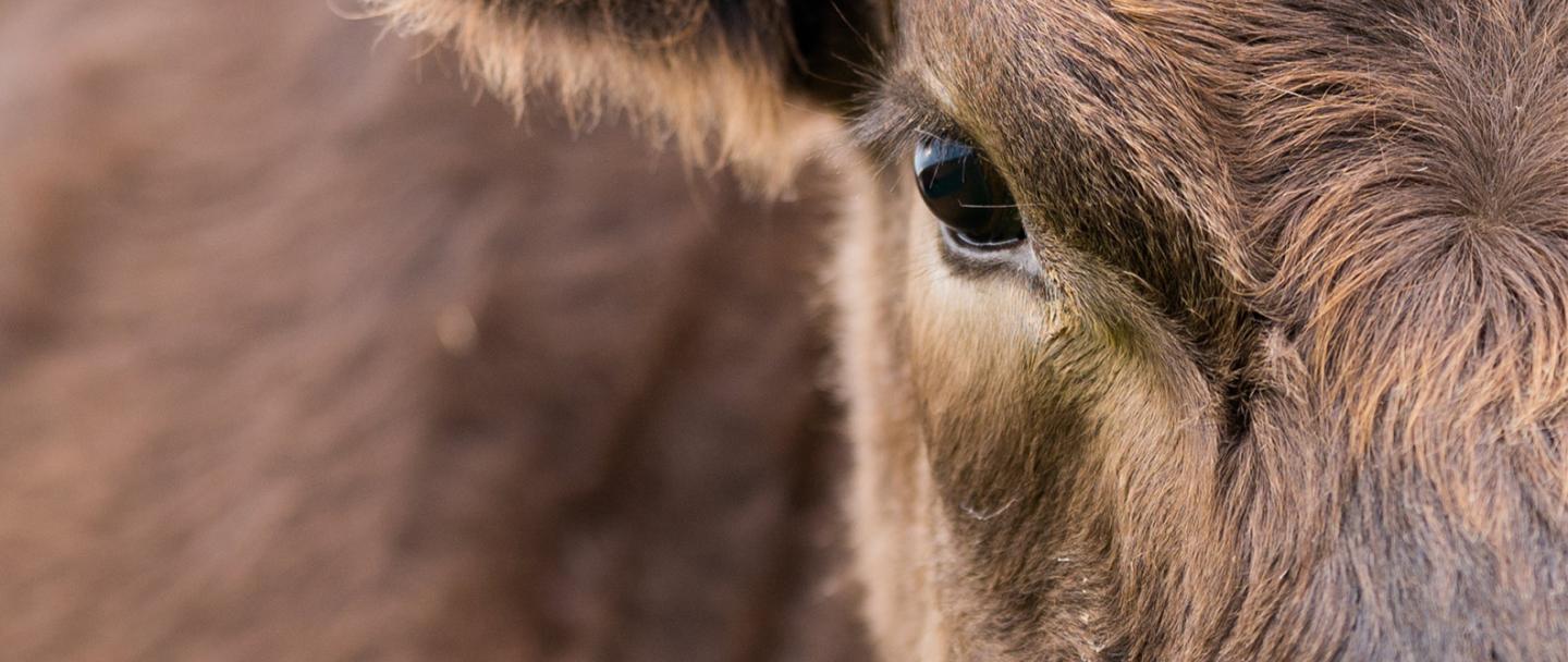 Murray_grey_angus_grazing_west_Victoria