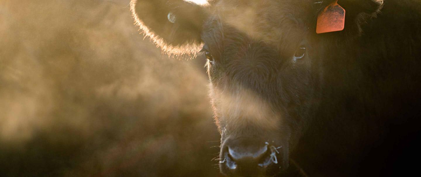 Beef_Cattle_Grazing_in_Fog_Australia