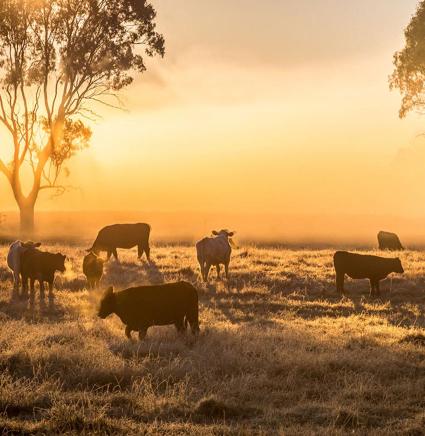 cattle_in pasture_morning_fog_small