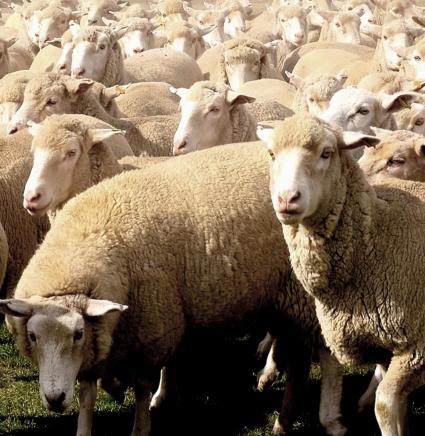 Flock_of-Sheep_in_a_farm_in_Australia_small