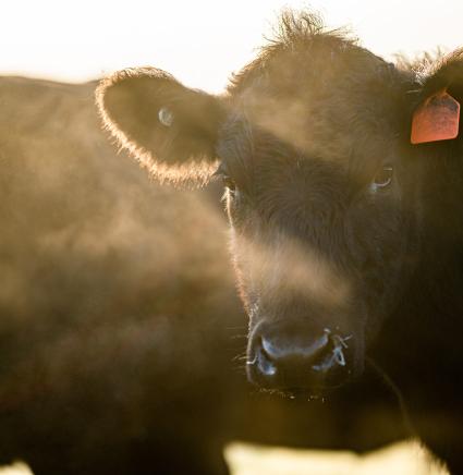 Beef_Cattle_Grazing_in_Fog_Small