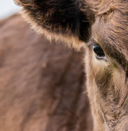 Murray_grey_angus_grazing_west_Victoria_mob