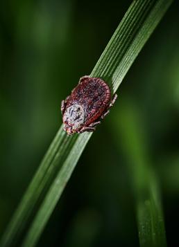 tick on grass